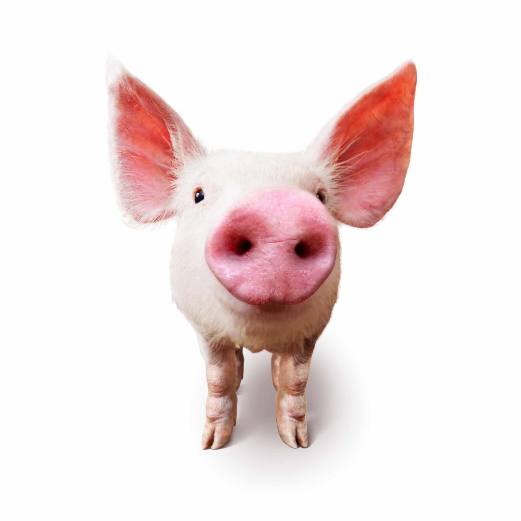 China Commits to $100-Million Pork Purchase from Danish Crown