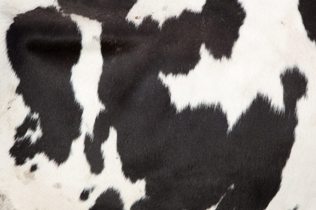 Plants are Taking Root in the Dairy Case