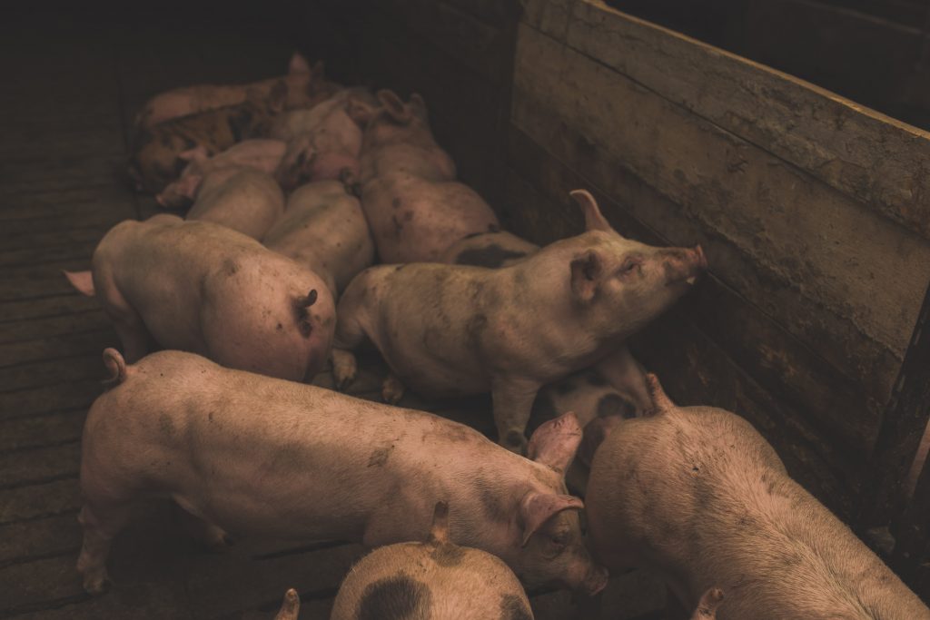 ASF: Will It Be Coming to a Farm Near You?
